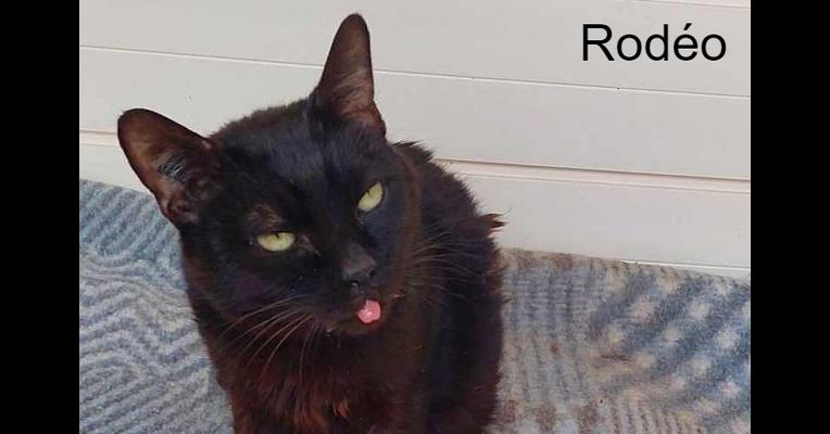 Rodéo - L'école du Chat d'Ollioules - Animal Webaction