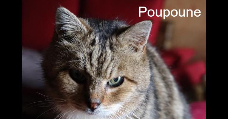 Poupoune - Sweety Pets - Animal Webaction