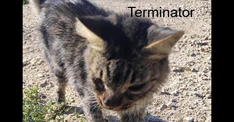 Terminator - Clan du chat libre - Animal Webaction
