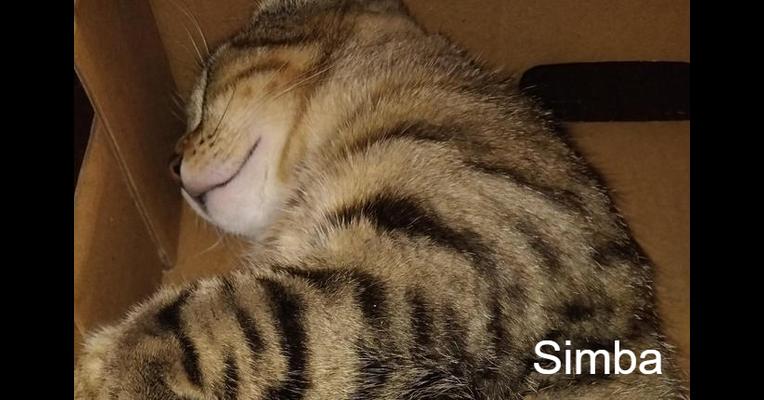 Simba - Chat Ami pour la Vie - Animal Webaction