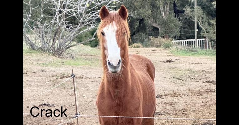 Crack - Association Faune Rescue - Animal Webaction