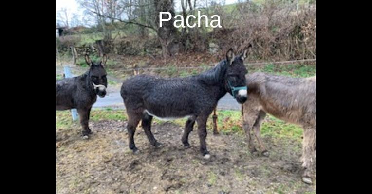 Pacha - ADADA - Animal Webaction