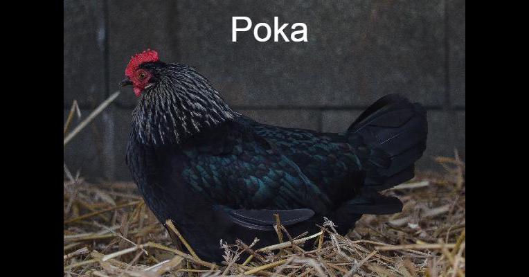 Poka - Tabula Rasa - Animal Webaction