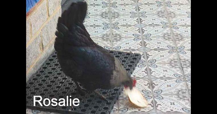 Rosalie - Tabula Rasa - Animal Webaction