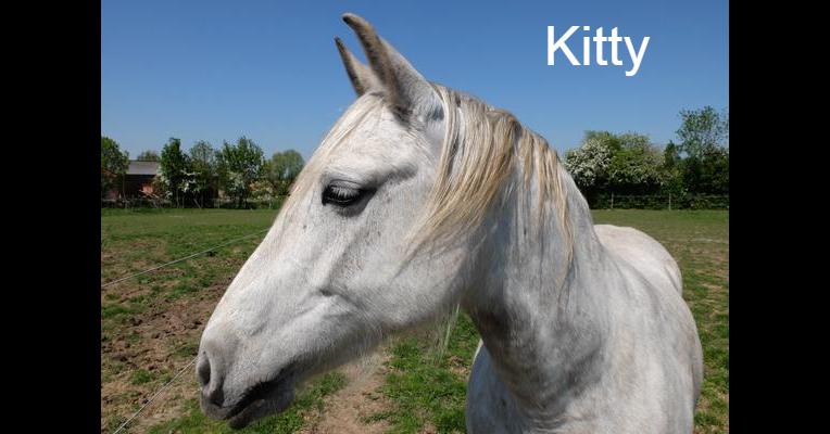 Kitty - Tabula Rasa - Animal Webaction