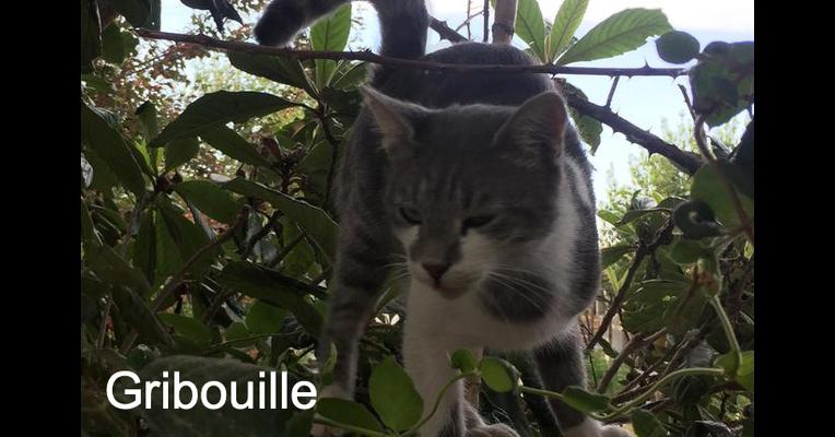 Gribouille Ecole Du Chat Des Alpilles Animal Webaction