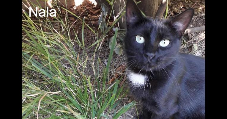 Nala Chats Oublies Animal Webaction Nala Chats Oublies Animal Webaction