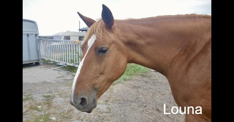 Louna - Tabula Rasa - Animal Webaction