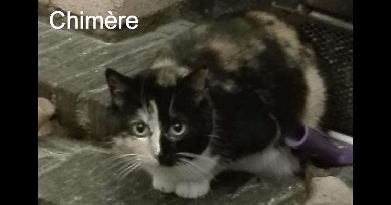 Chimere Adopte Un Matou Animal Webaction Chimere Adopte Un Matou Animal Webaction