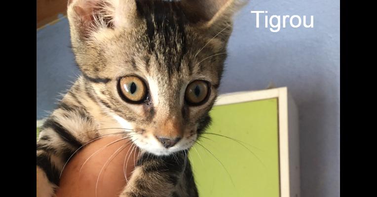 Tigrou Association Des Chats Camarguais Animal Webaction