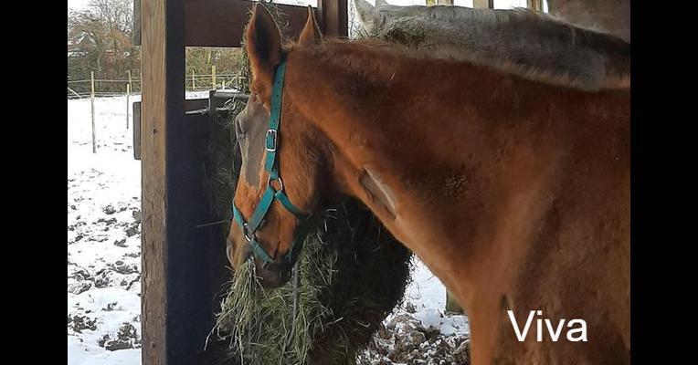Viva - Tabula Rasa - Animal Webaction