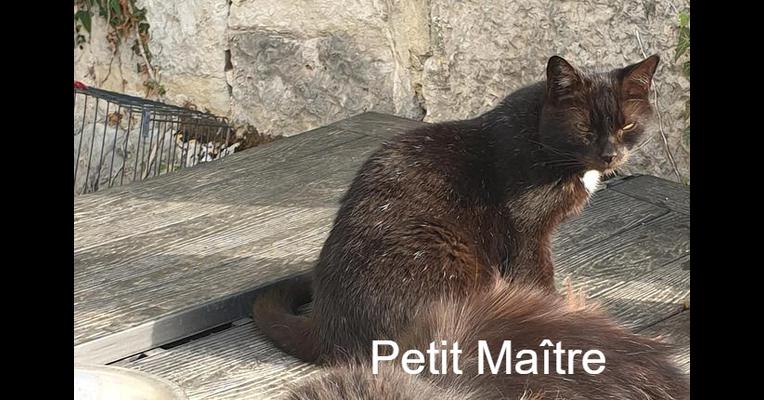 Petit Maitre Ecole Du Chat D Arbois Animal Webaction Petit Maitre Ecole Du Chat D Arbois Animal Webaction