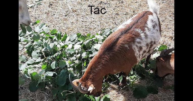 Tac - Tabula Rasa - Animal Webaction