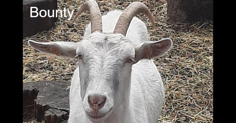 Bounty - Tabula Rasa - Animal Webaction