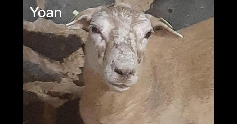 Yoan - Tabula Rasa - Animal Webaction