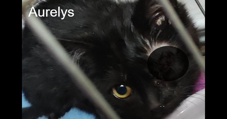 Aurelys A Pas De Chats Animal Webaction